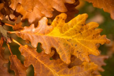 Quercus macranthera - dub velkokvětý - list podzim